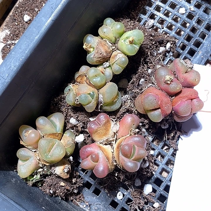 30310。  一组群生蟠桃福利。