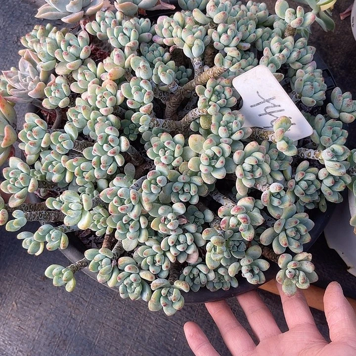 晨语多肉，一物一拍劳尔44