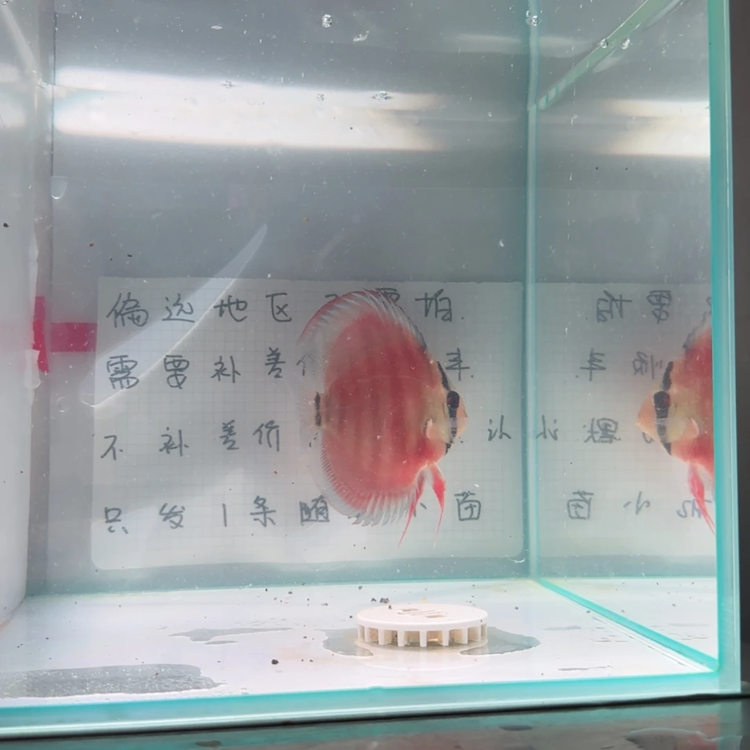 七彩神仙鱼肉身7-8偏远地区不拍