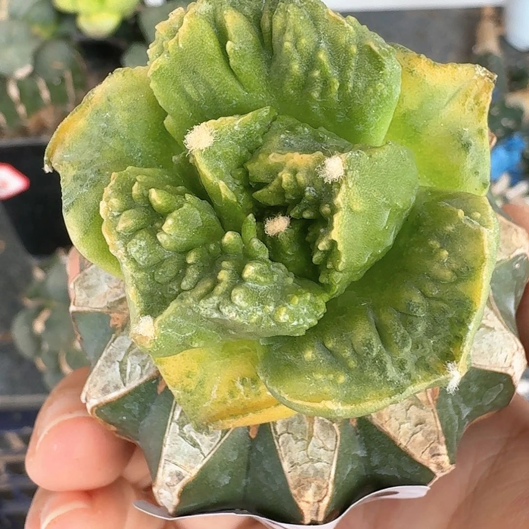 【闪购商品】无花朵小*椒淘锦522