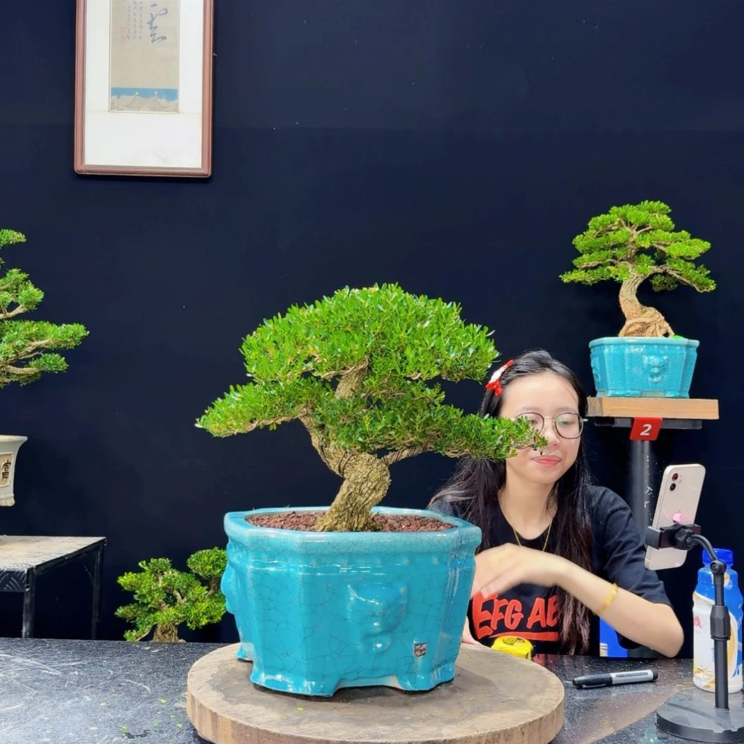 无花朵黄杨盆景四季常绿