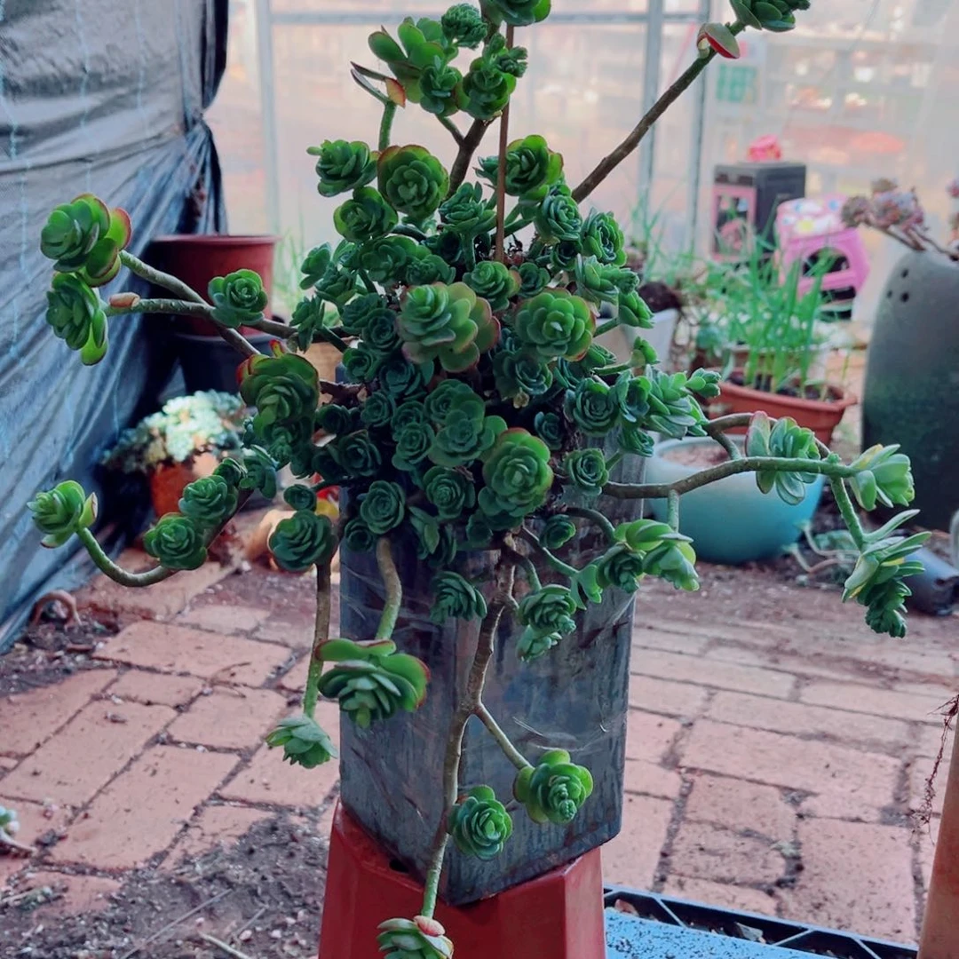 薄化妆俩颗大群的