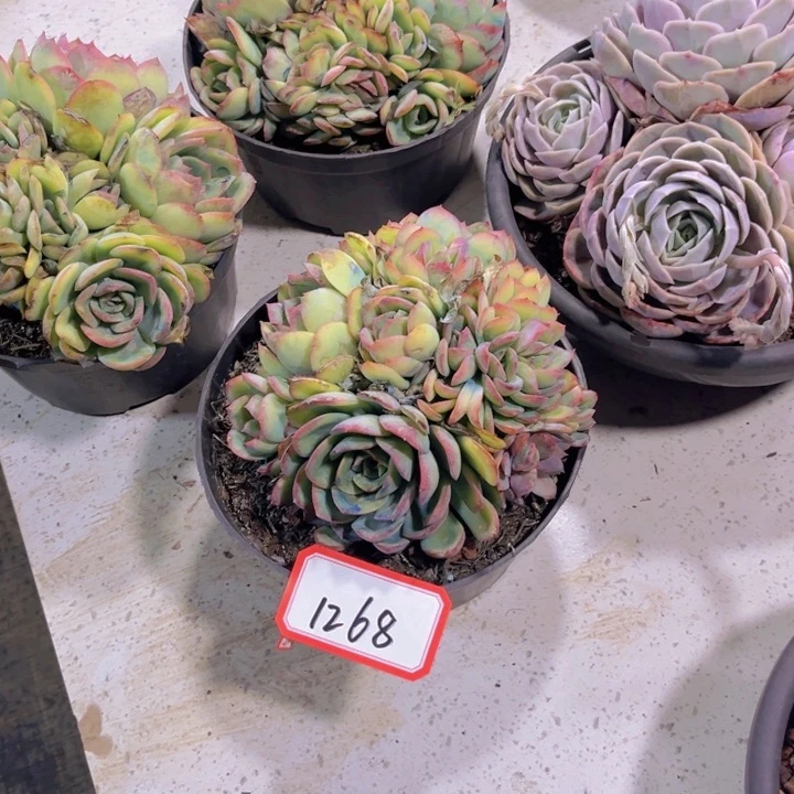 苹*黄1268晨露多肉