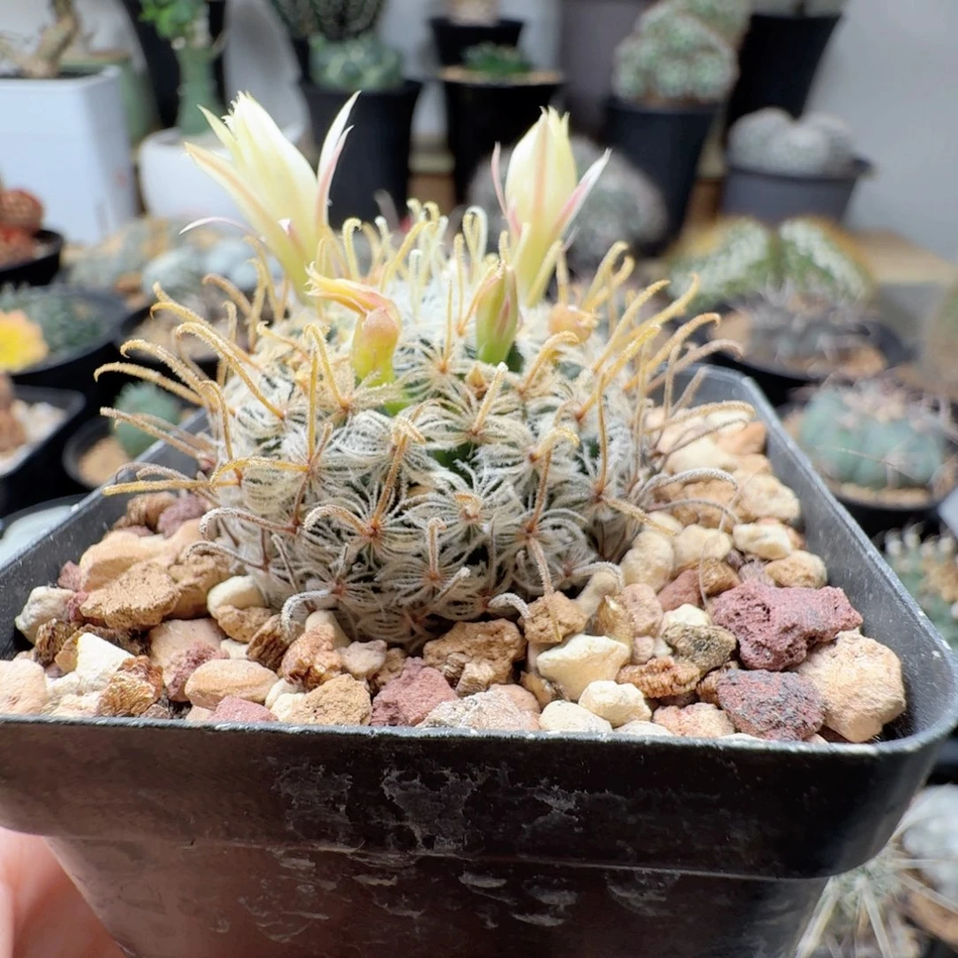 实生娜娜脱土发货