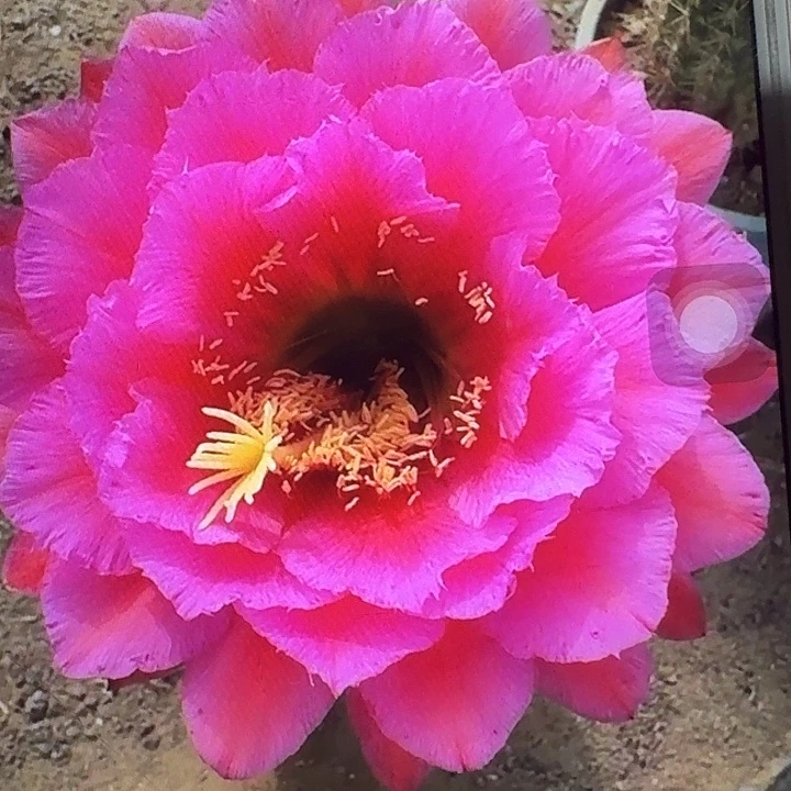 落雁侧芽5公分左右毛花柱（20包邮）