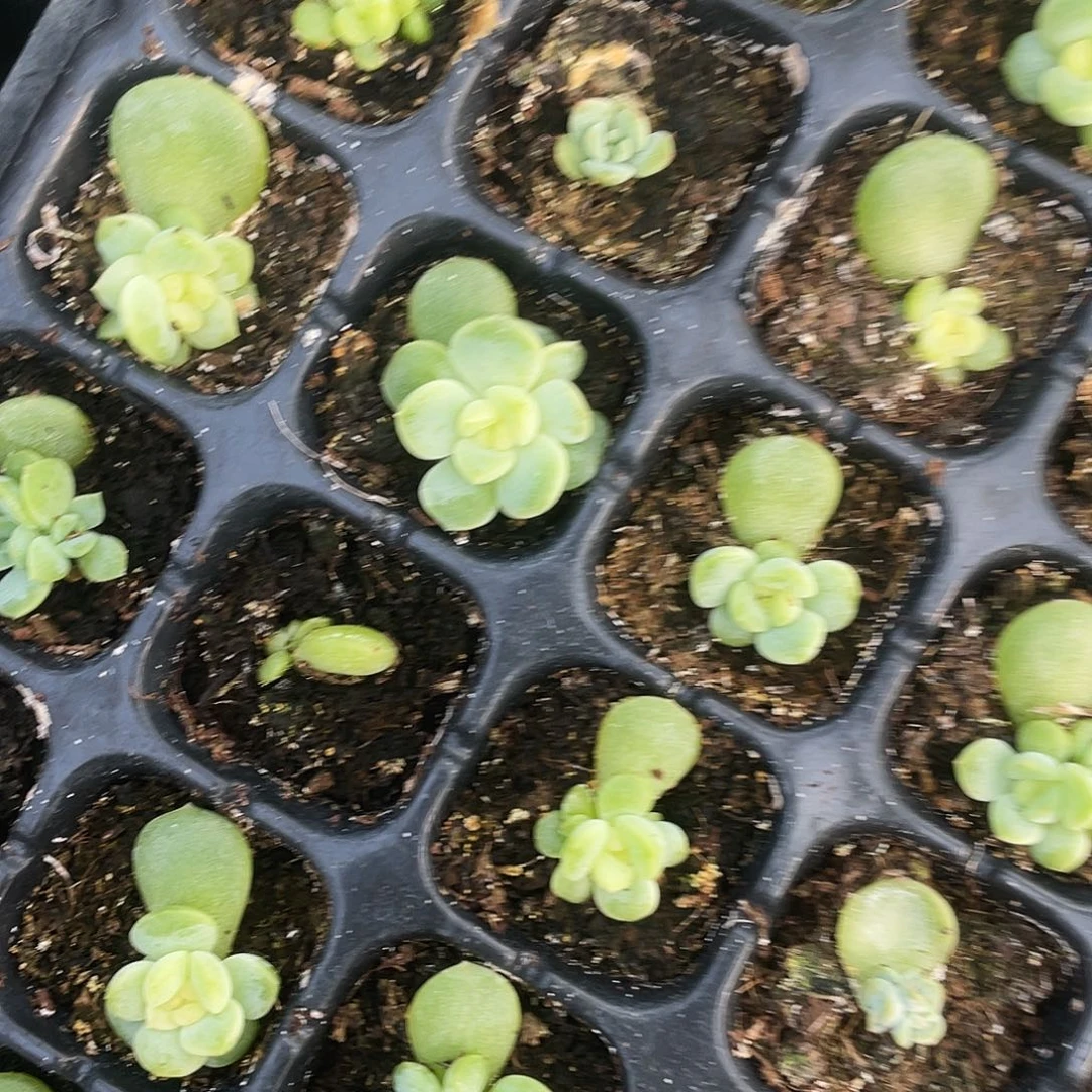 水蜜桃甜心中苗穴一个满25包邮