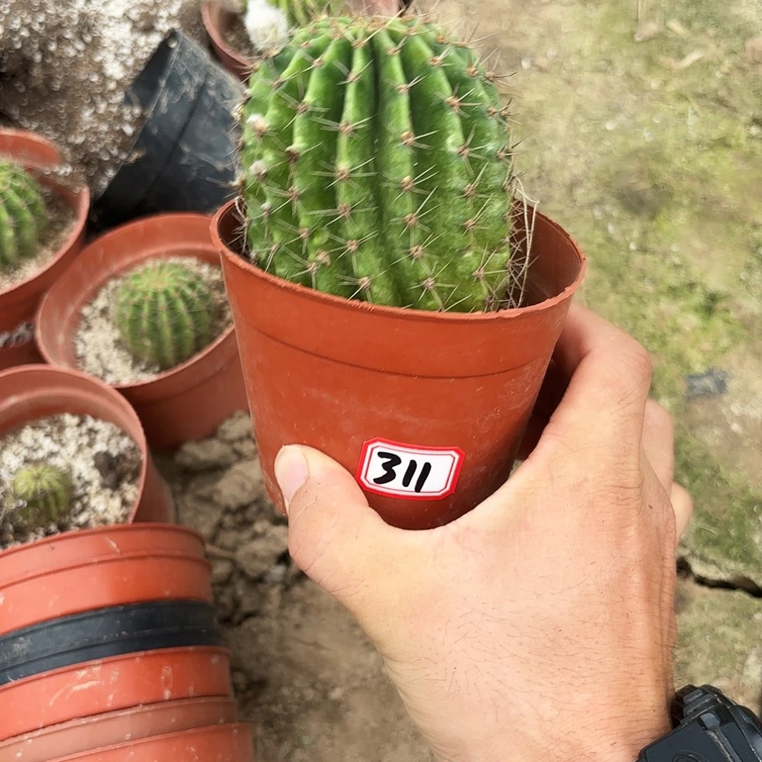 312 带根20包邮带根