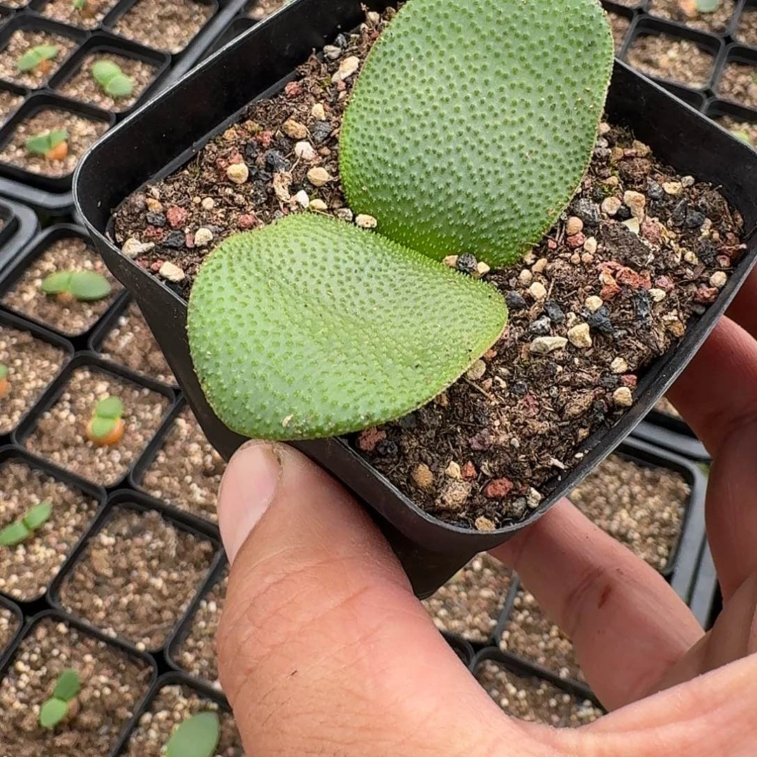 钢锉灯台百合带7cm盆大号母本