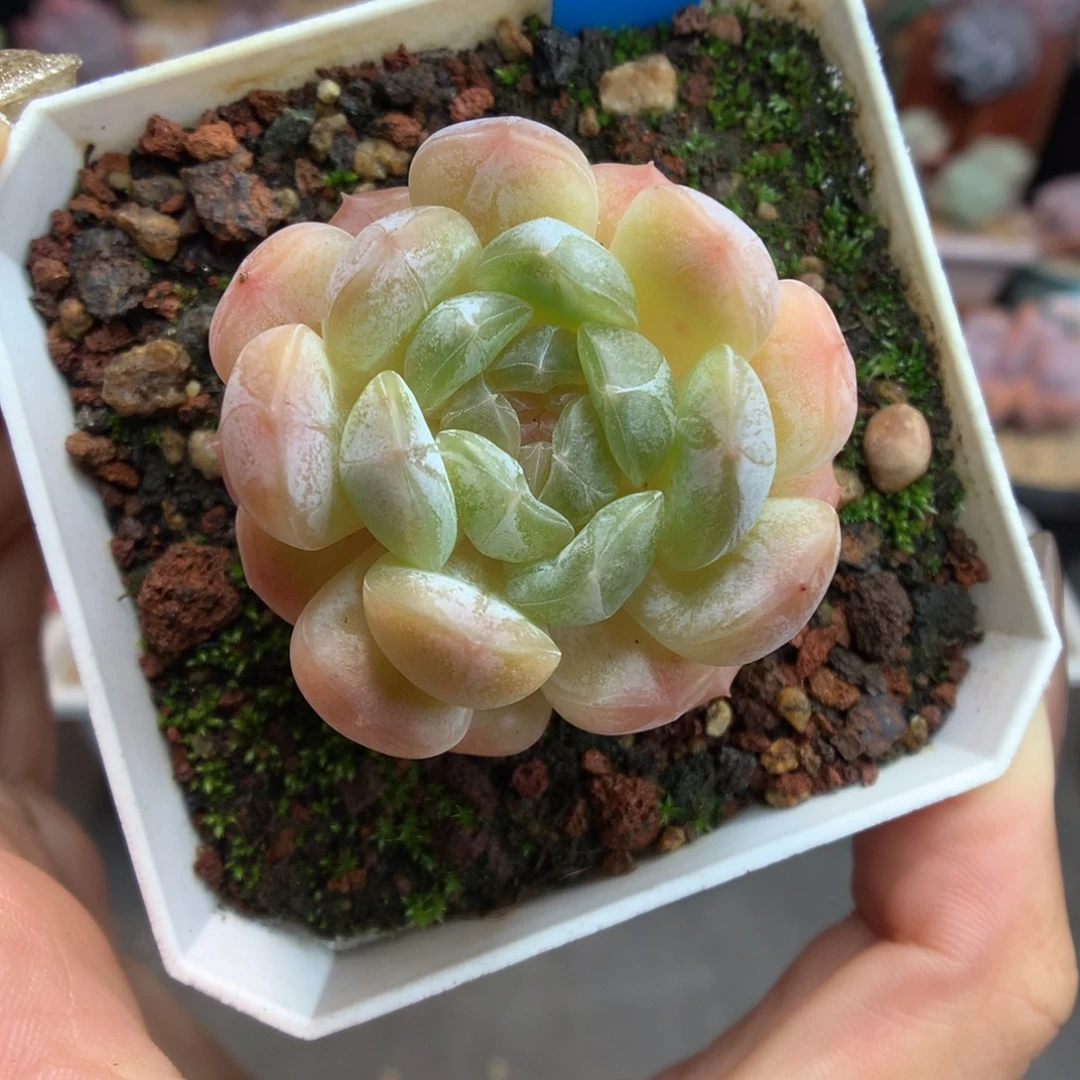 741白色恋人多肉植物