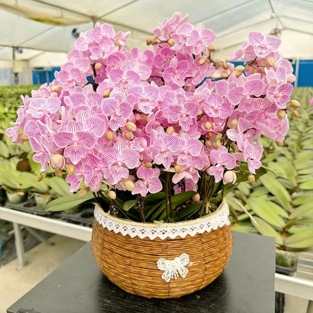 广汇专属【樱花】中南优选·蝴蝶兰花卉绿植