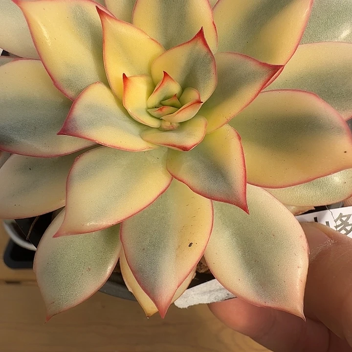 月光女神锦1111114-55