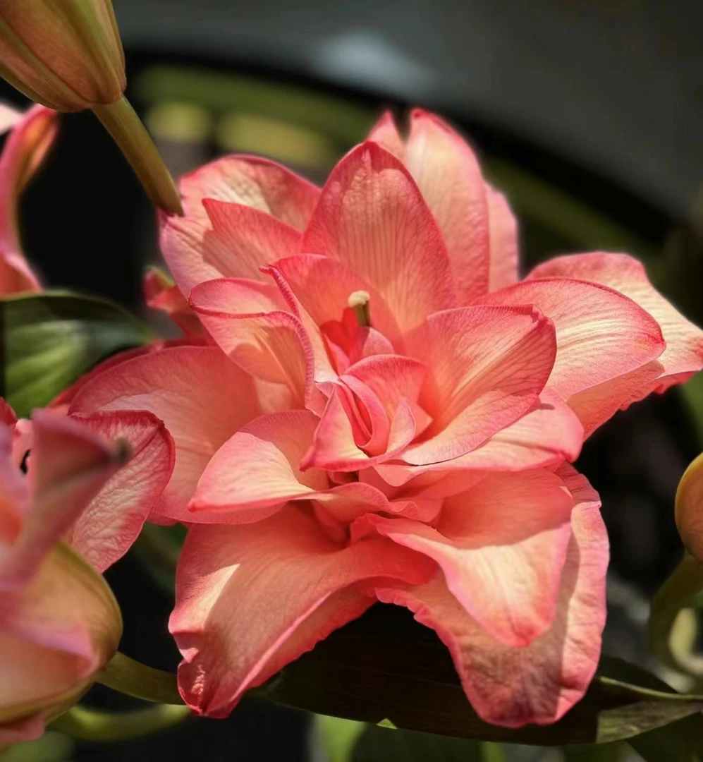 【娟娟花卉】布朗尼吸色重瓣百合鲜花