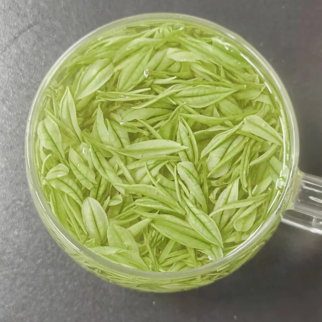 2025年新茶母本极白明前茶正宗原产地安吉天荒坪高山茶安吉白茶