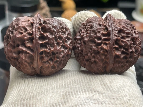 44mm七彩龙鳞王 克重61