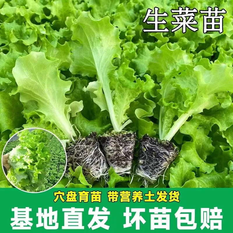 生菜苗生菜秧苗四季生菜阳台盆栽蔬菜苗奶油生菜幼苗春夏秋冬季苗