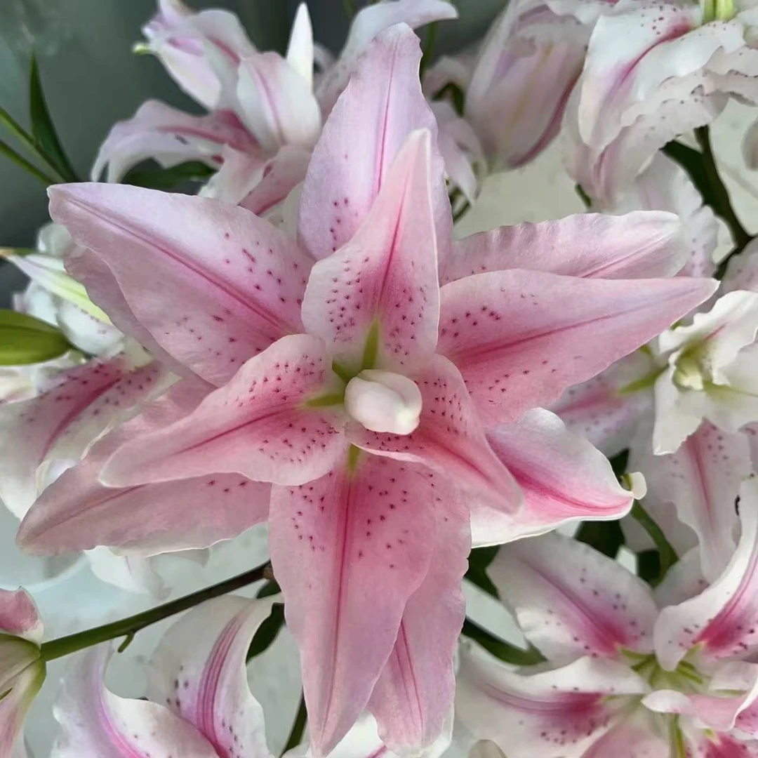 当年开花《粉色福利重瓣周长12/14cm》进口重瓣香水百合种球（1颗）