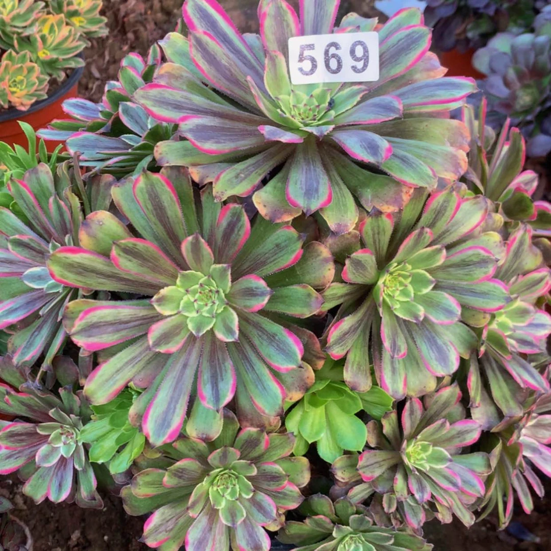 【闪购商品】569花脸多肉