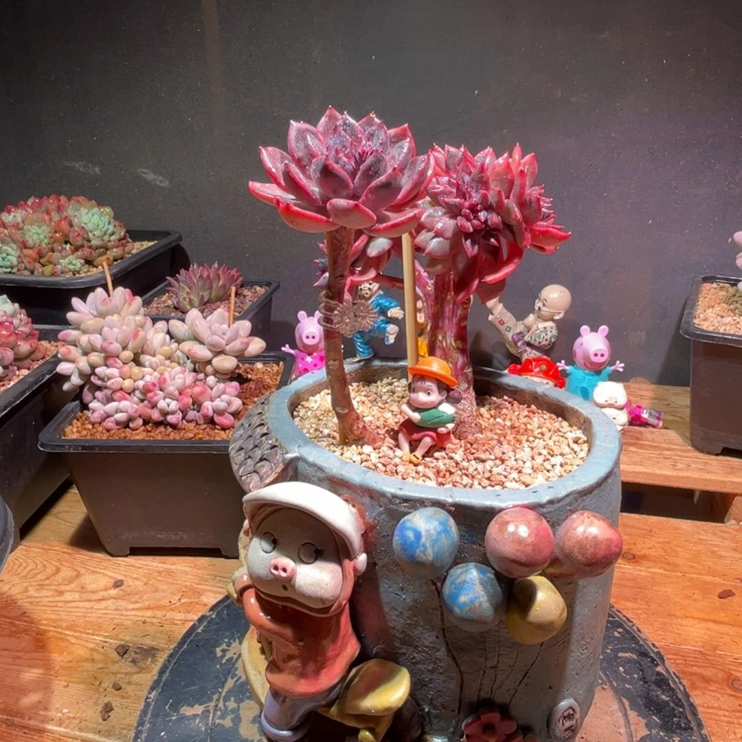 蜡****?一物一图，寄养，含盆