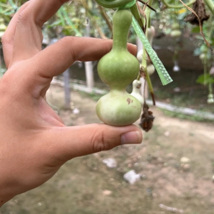 輝***葫芦葫芦葫芦葫芦