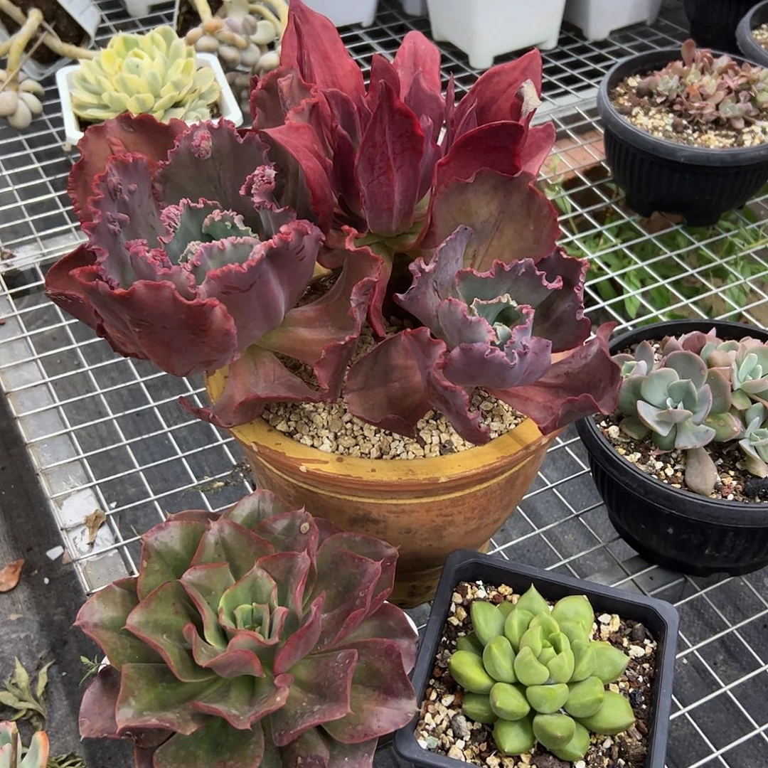 *****三颗38 零零多肉植物