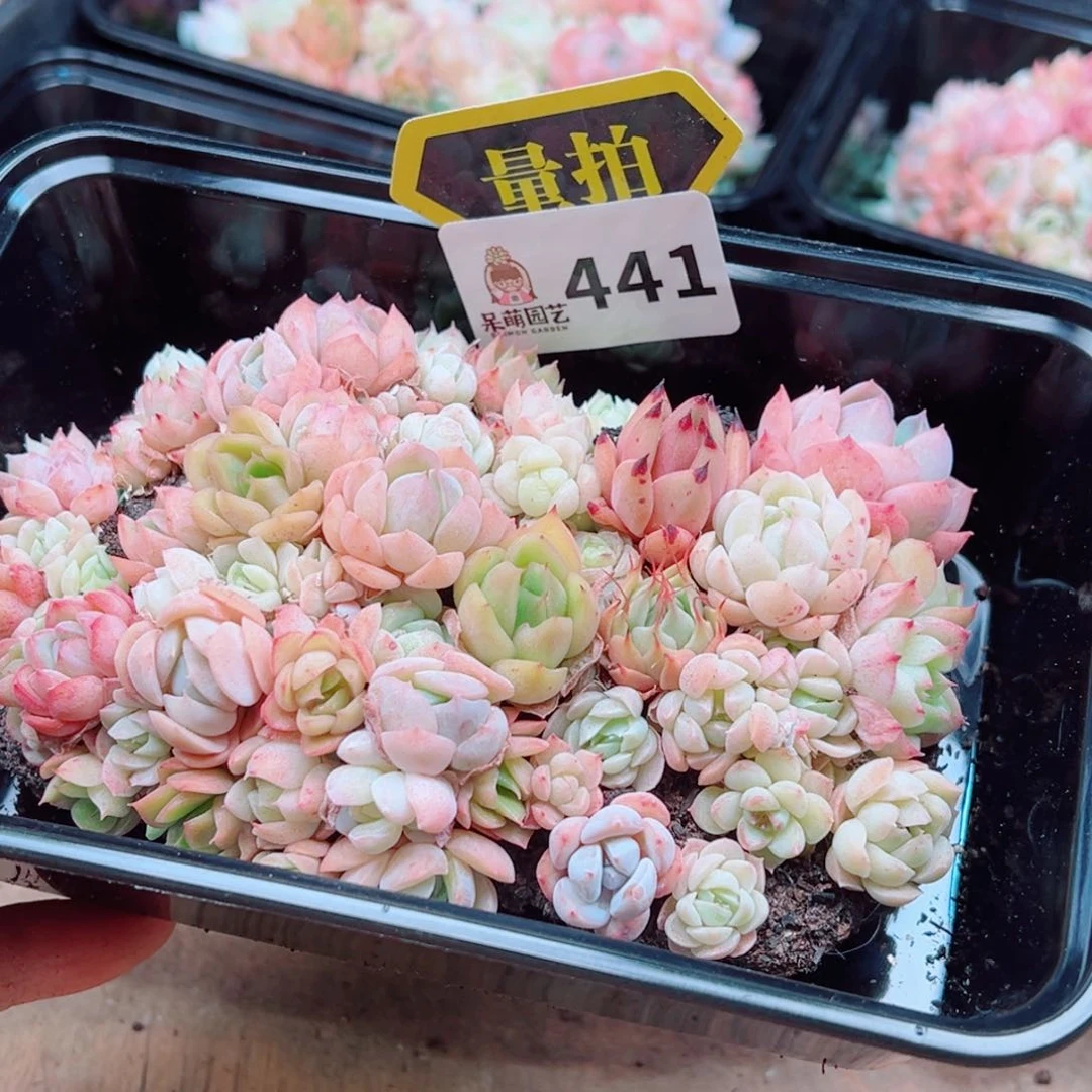 多肉植物多肉植物