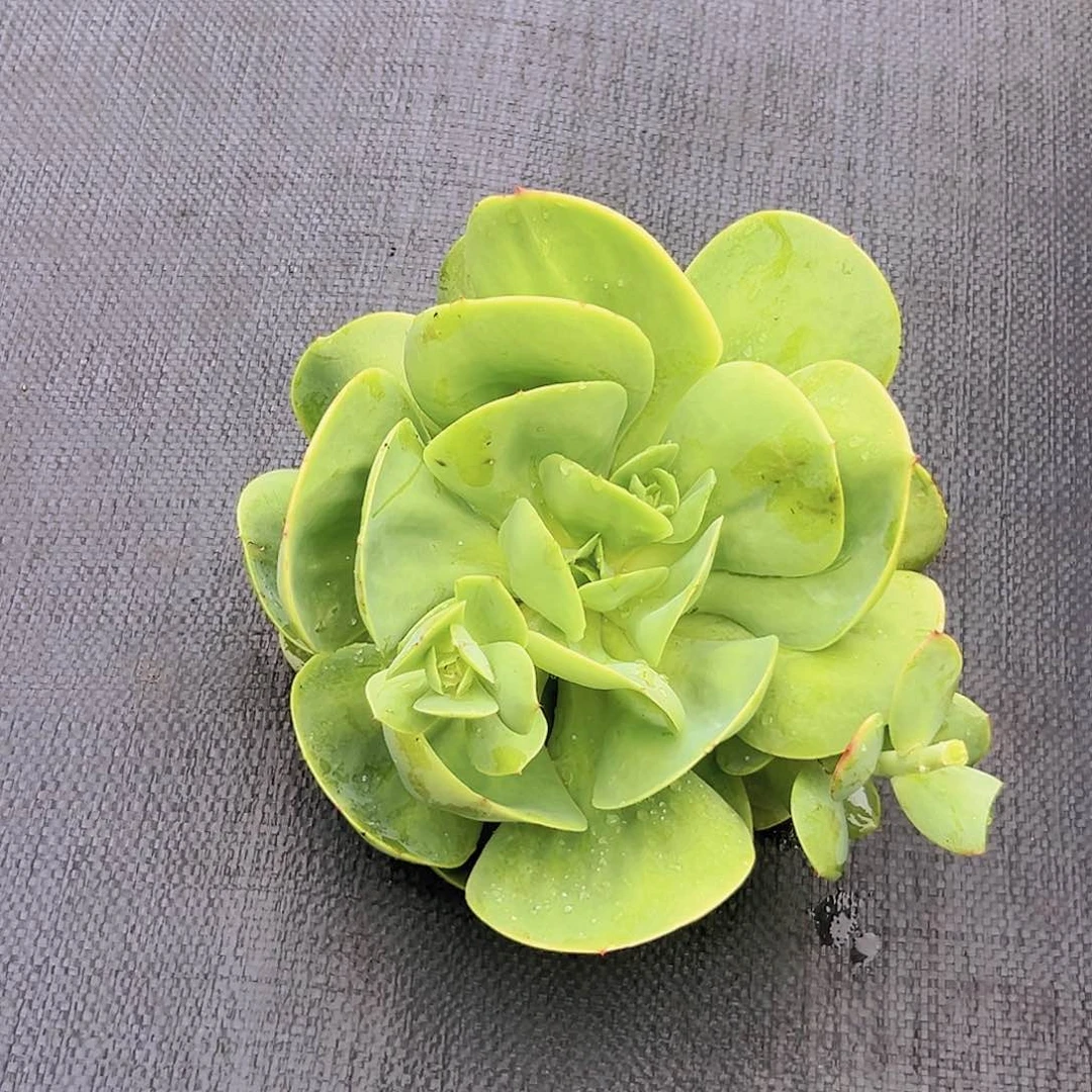 碧桃大砍头一个基地直发