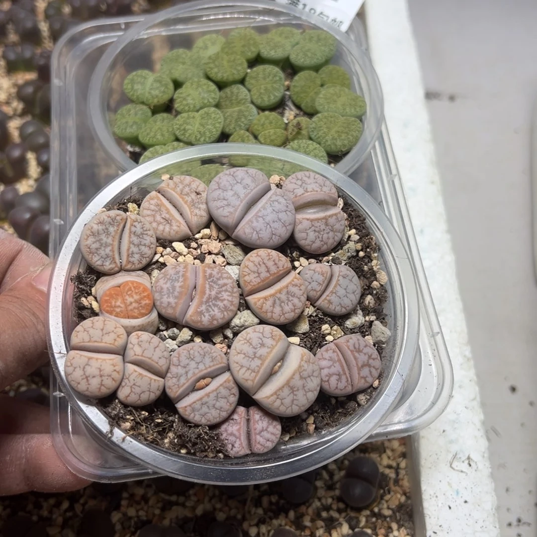 【闪购商品】听***雾061。