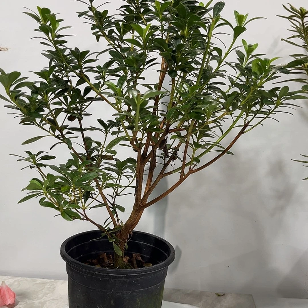 皋月杜鹃单瓣月星