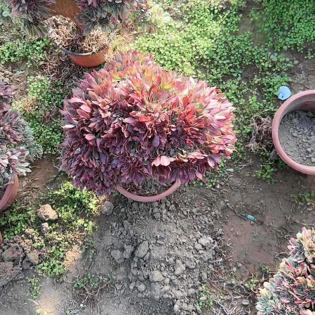 L**G缀话吞吐发货zhuihua