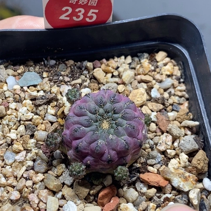 紫丽丸群一颗仙人球