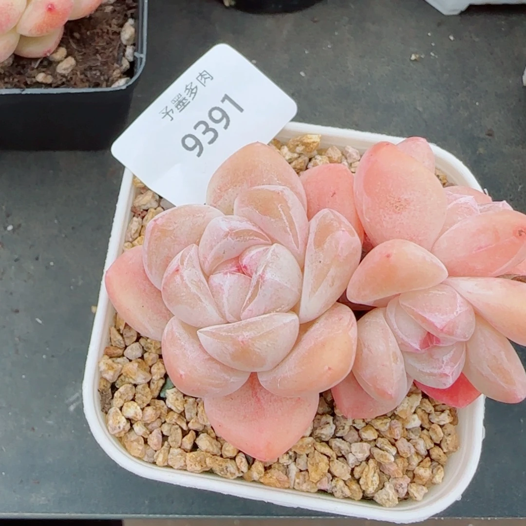 冰玉多肉，9391开播福利