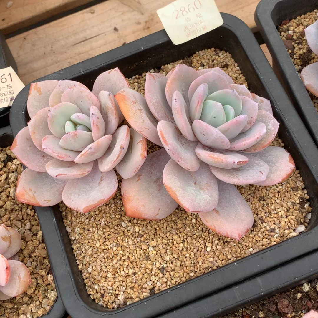 17厘米双头老桩奶茶2860