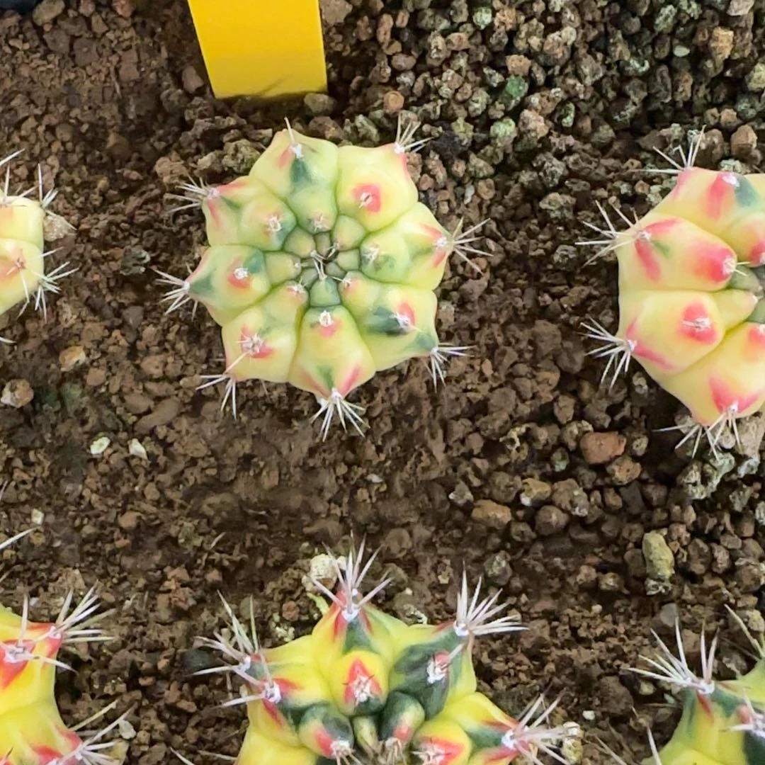 2811230泰国发货多肉