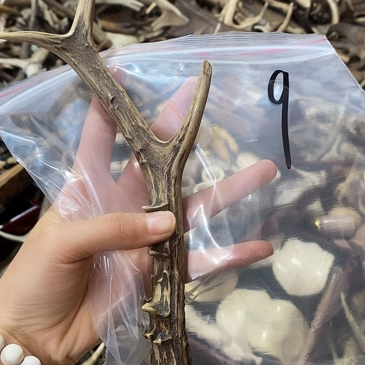 鹿角鹿角鹿看鹿角鹿角鹿