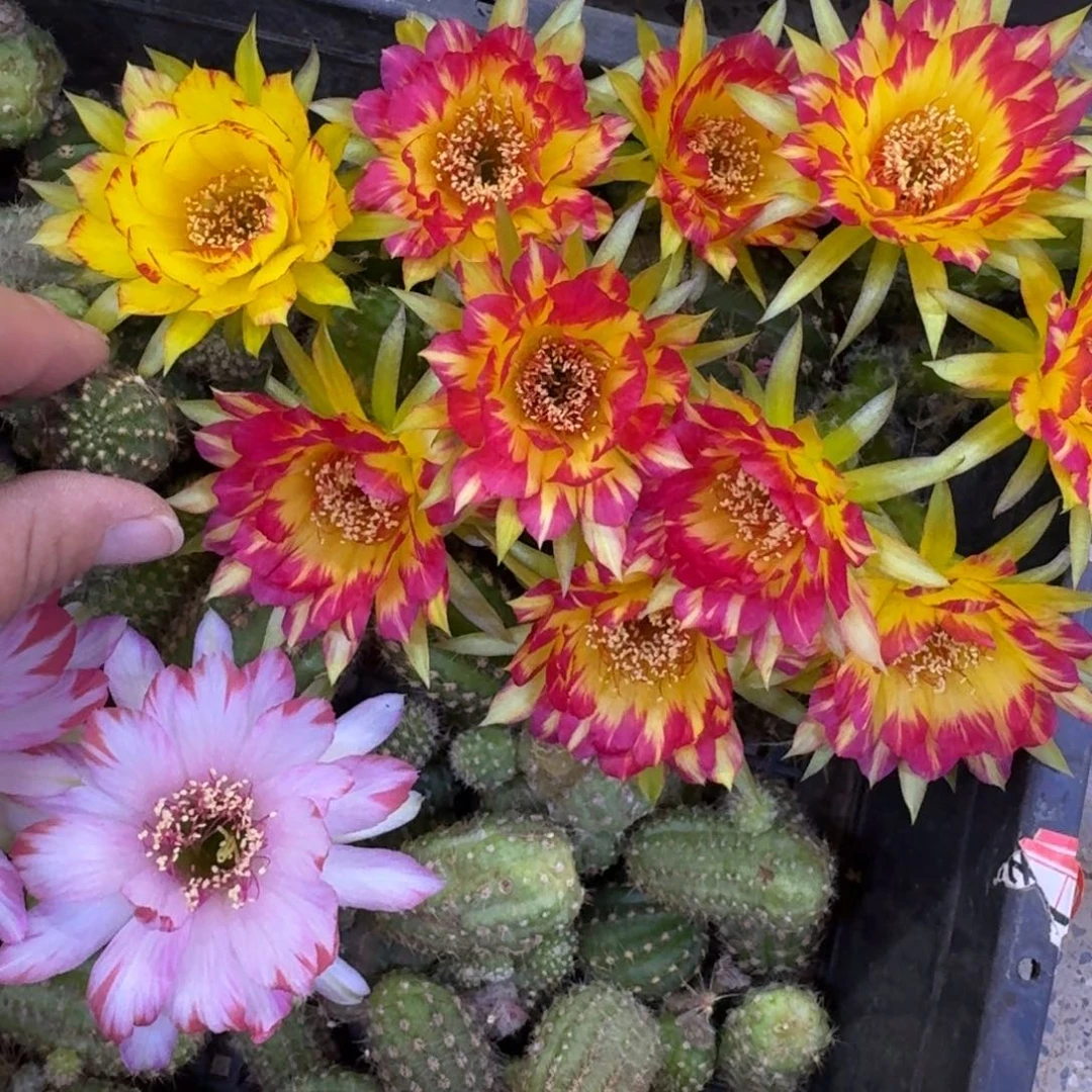 325丽花98歪无根侧牙3公分左右，20包邮