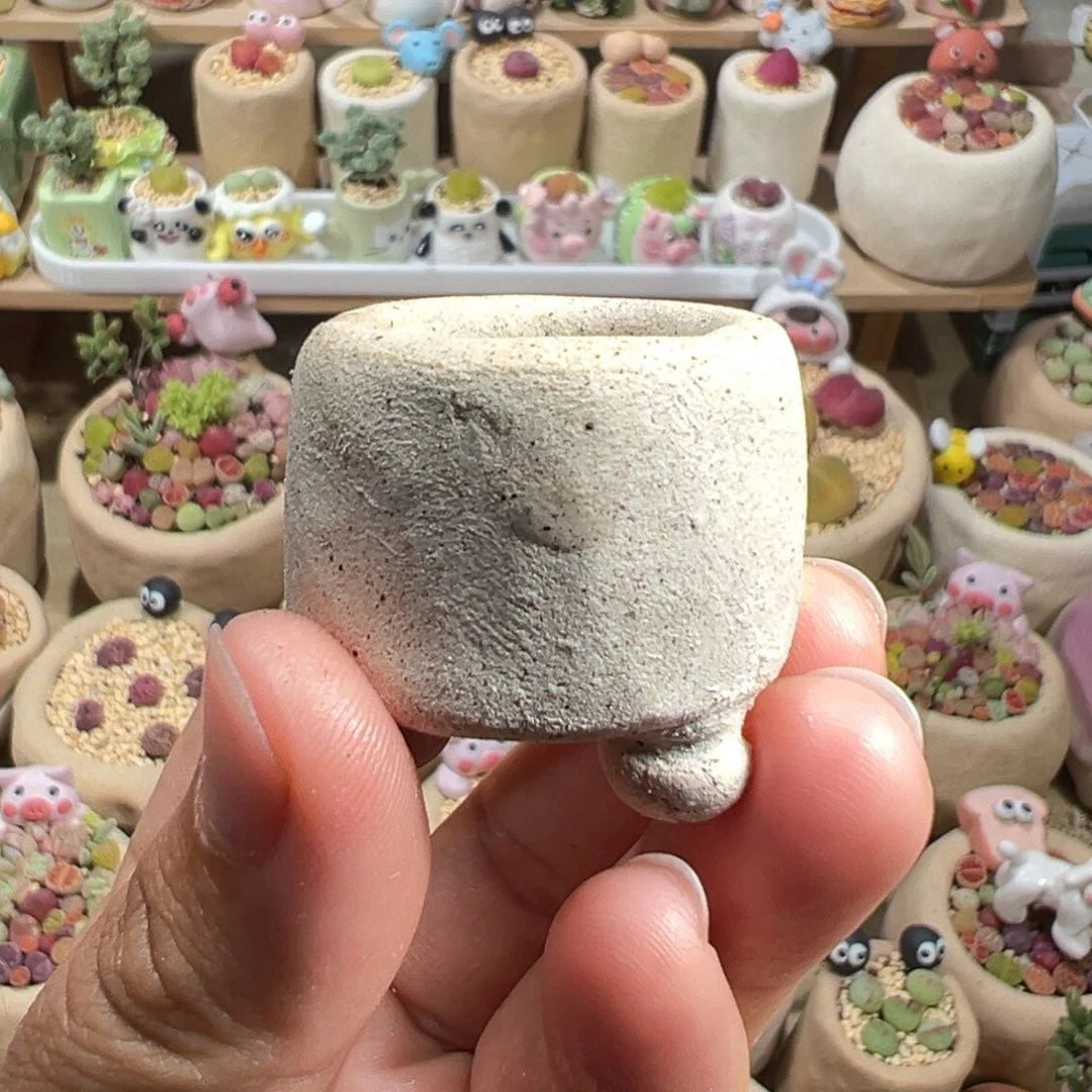 多肉植物112号单独盆