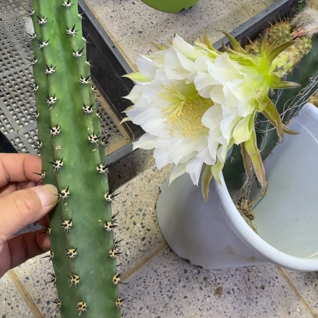 黑刺无根侧牙25公分左右斑，20包邮