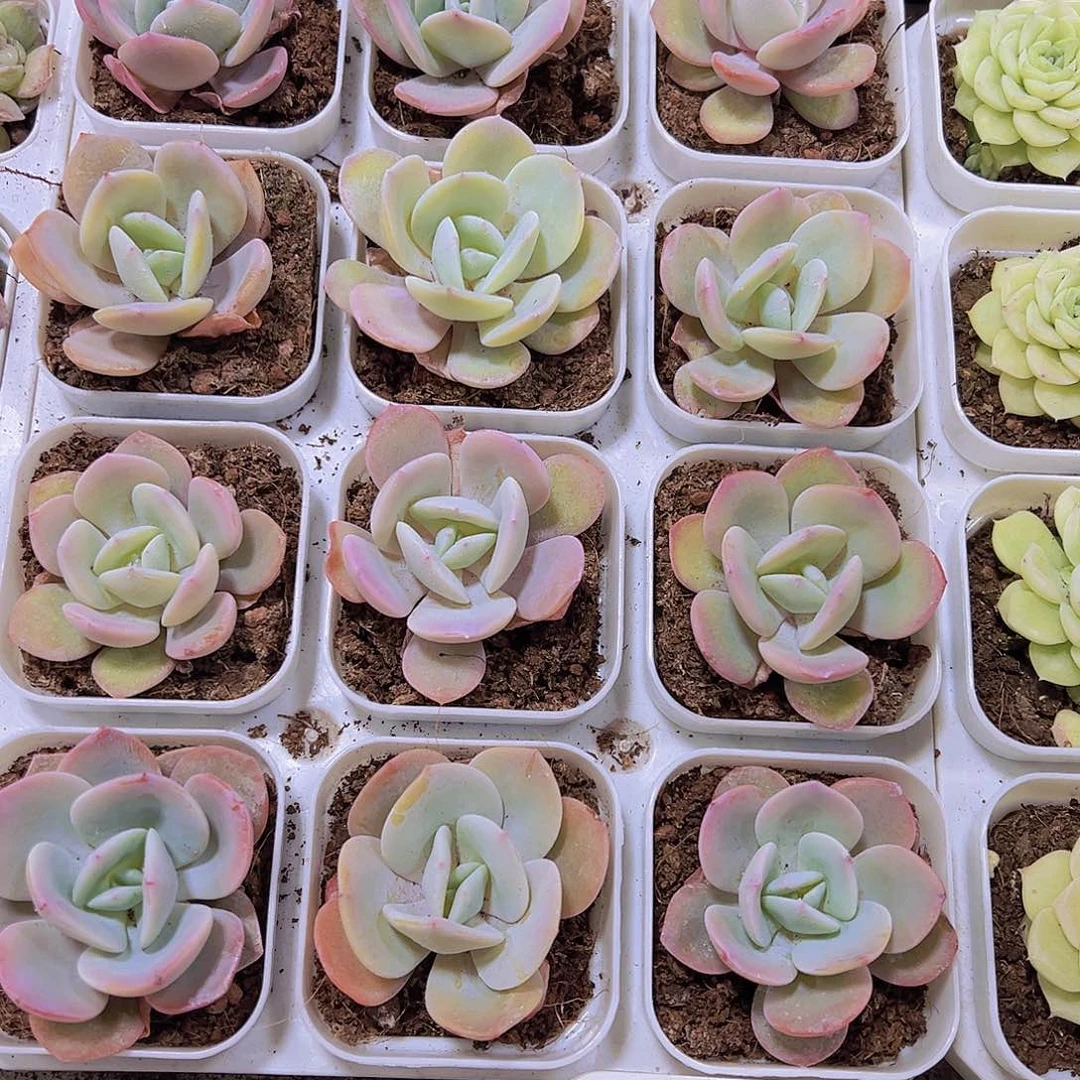 65盆奶茶19包邮多肉