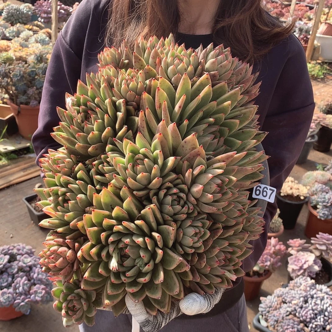 667米兰达 一物一拍多肉