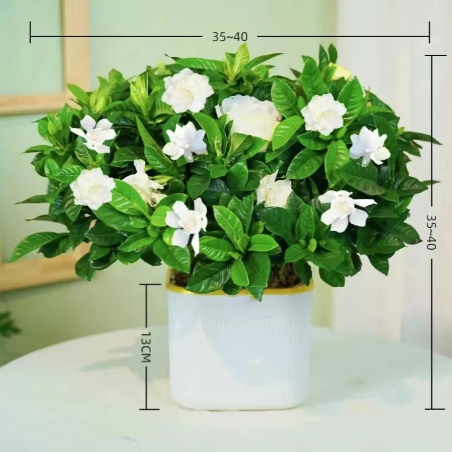 【清香栀子花】室内绿植盆栽浓香型四季开花植物室内外好养美观花卉