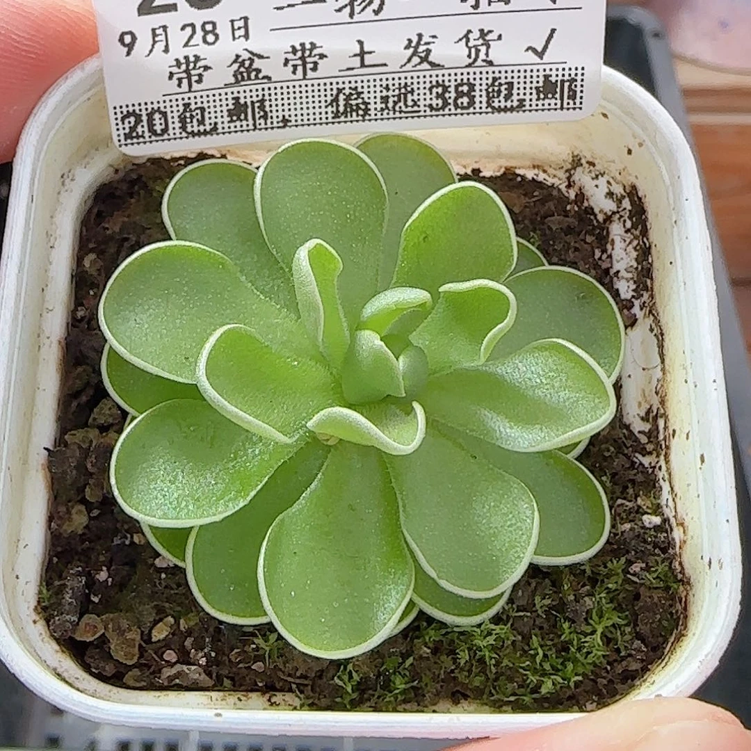 多肉0928--25捕虫堇