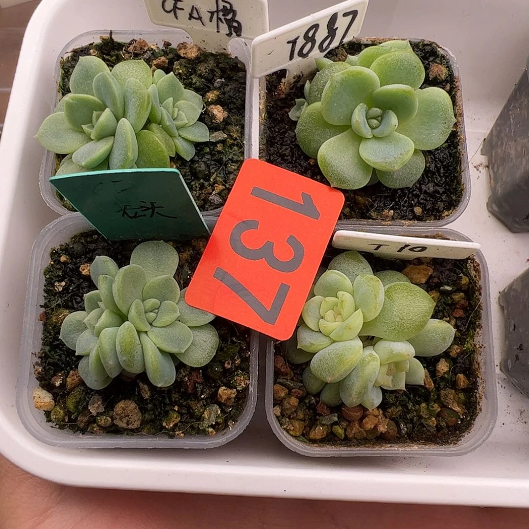 两个财富两个甜心福利137