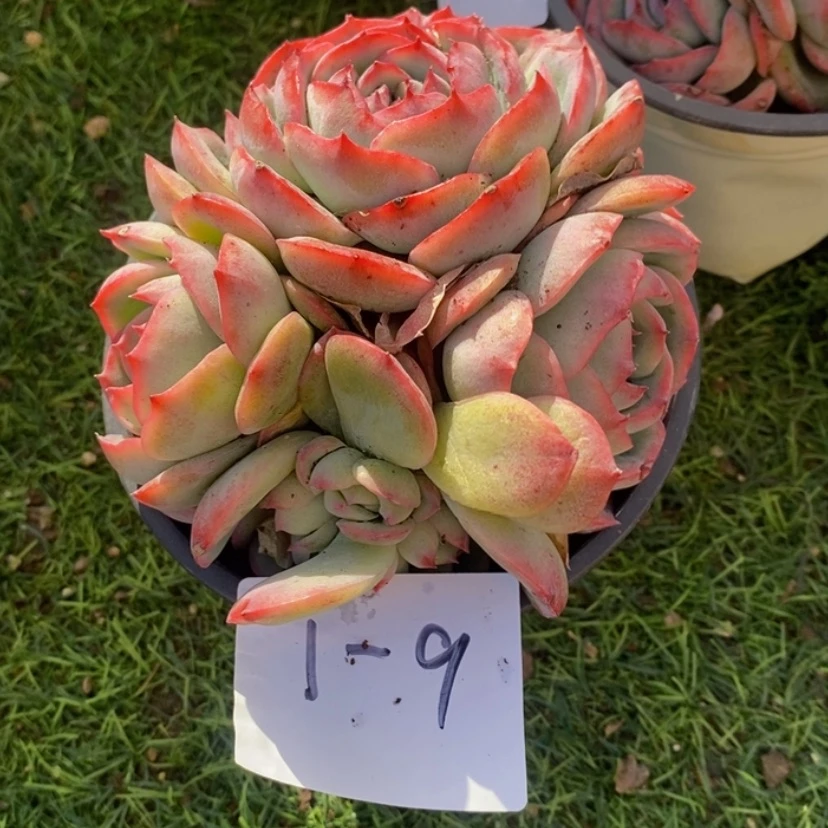 【闪购商品】健****好多肉植物