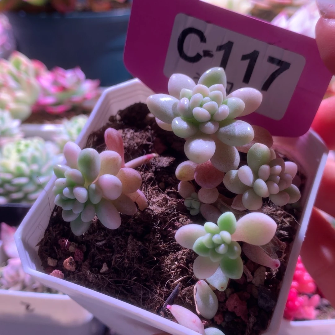 洛可可锦群生有根