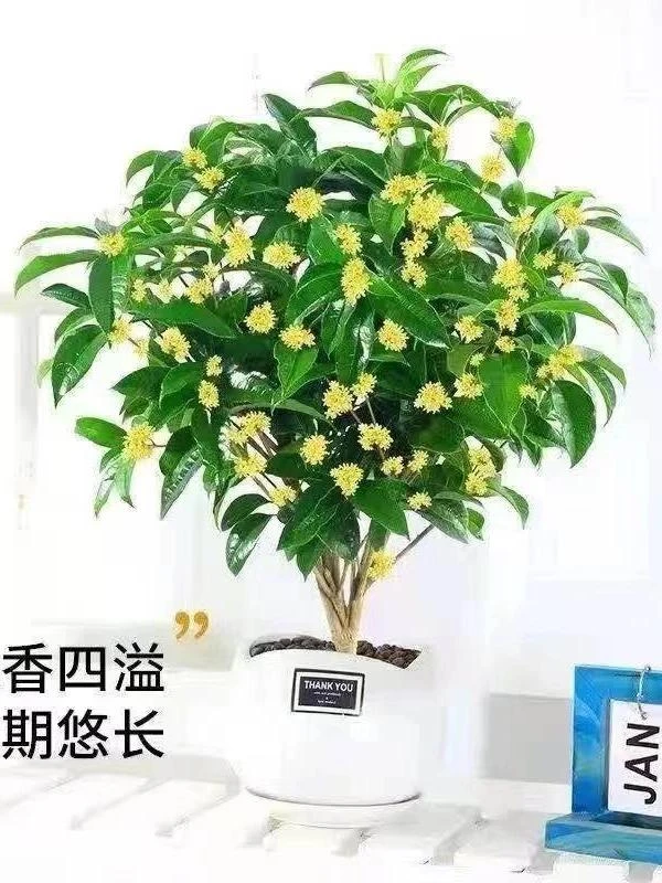 瑞瑞四季桂花盆栽浓香型绿植月月桂花期长室内阳台桂花树桂花盆栽