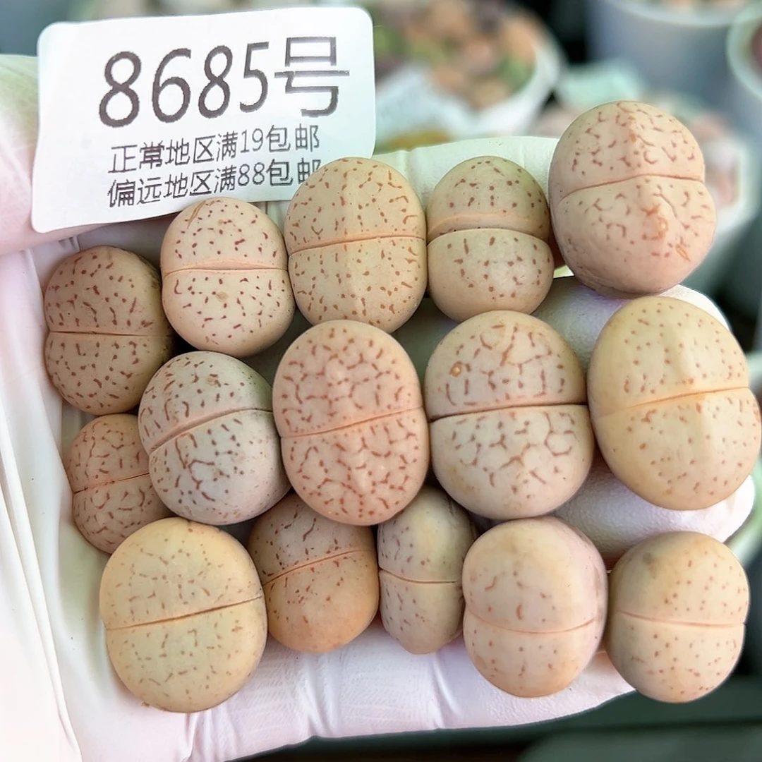 8685四年粉大白15颗1.5-2cm