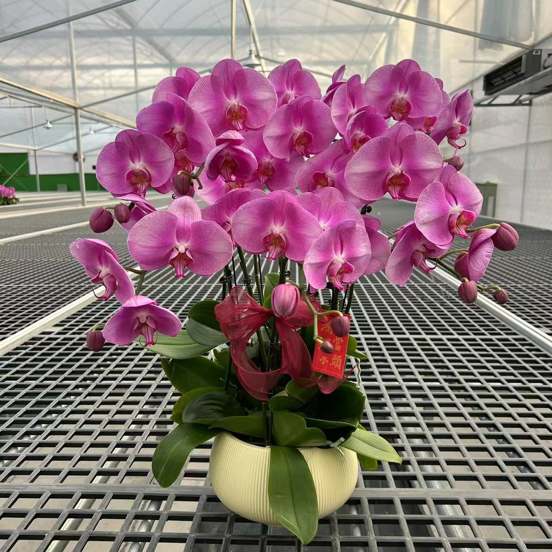 【大展宏图】精品蝴蝶兰 粉色花型 室内精品观赏 真花
