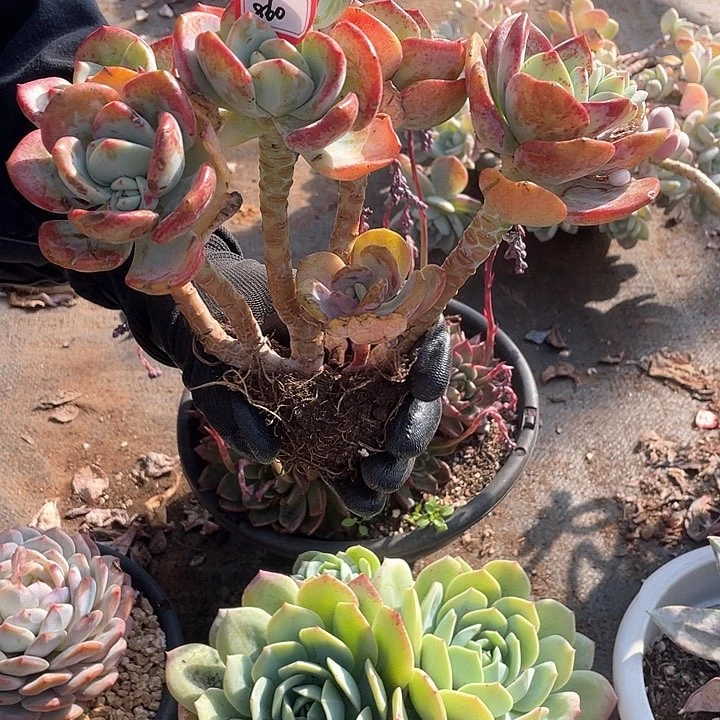 860白月光 一物一拍多肉