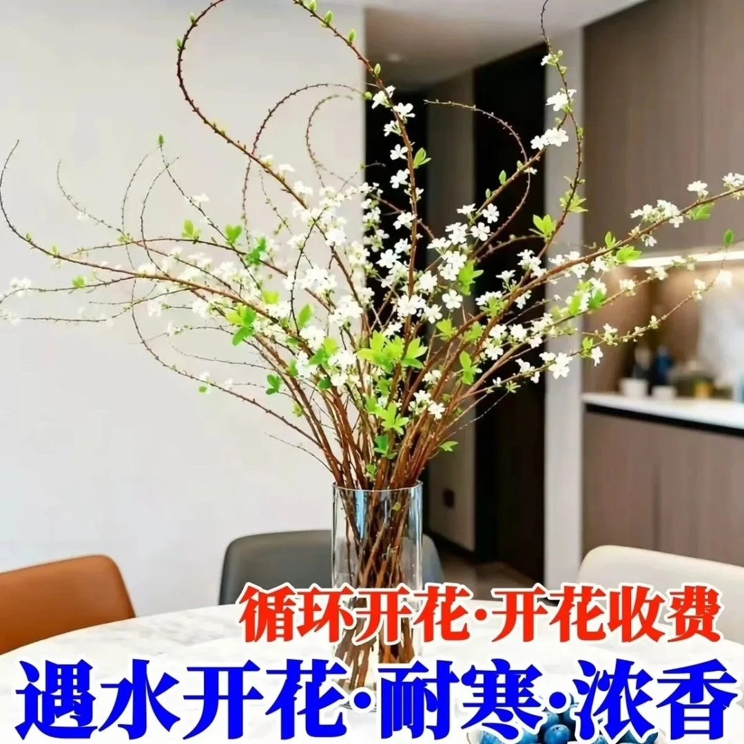 【7.8-20支】雪柳盆栽水养开花水培雪花植物花卉遇水枯木室内蓬绿植