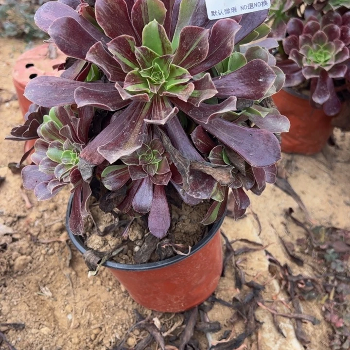 欧若拉多肉植物146.
